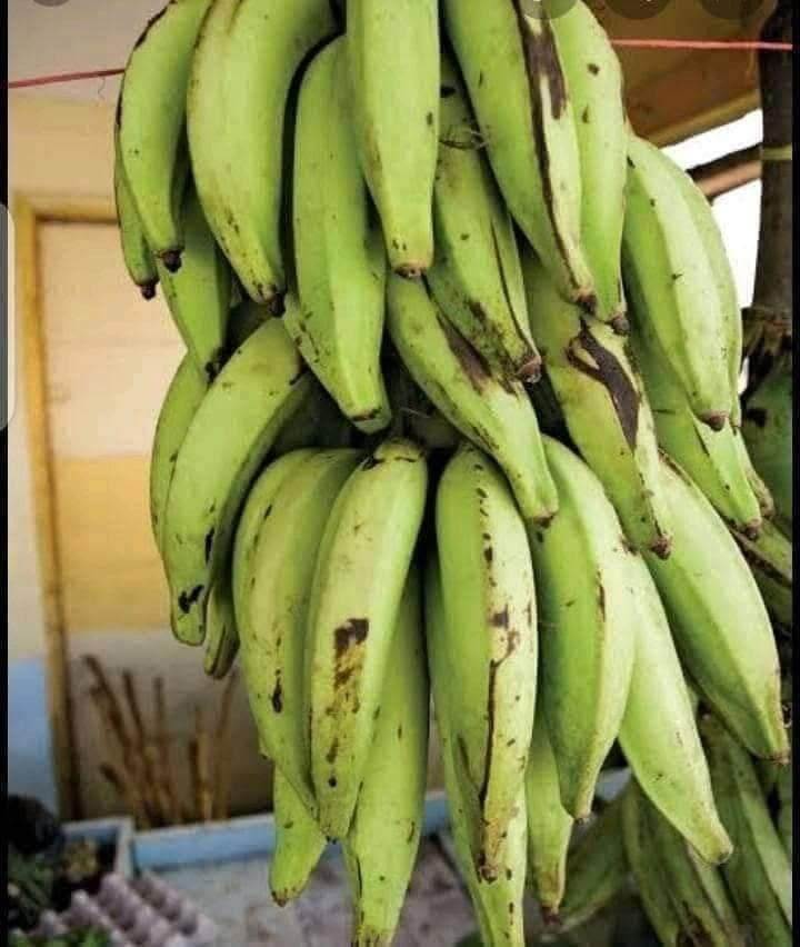 bunch-of-unripe-plantain-suspended-in-the-air